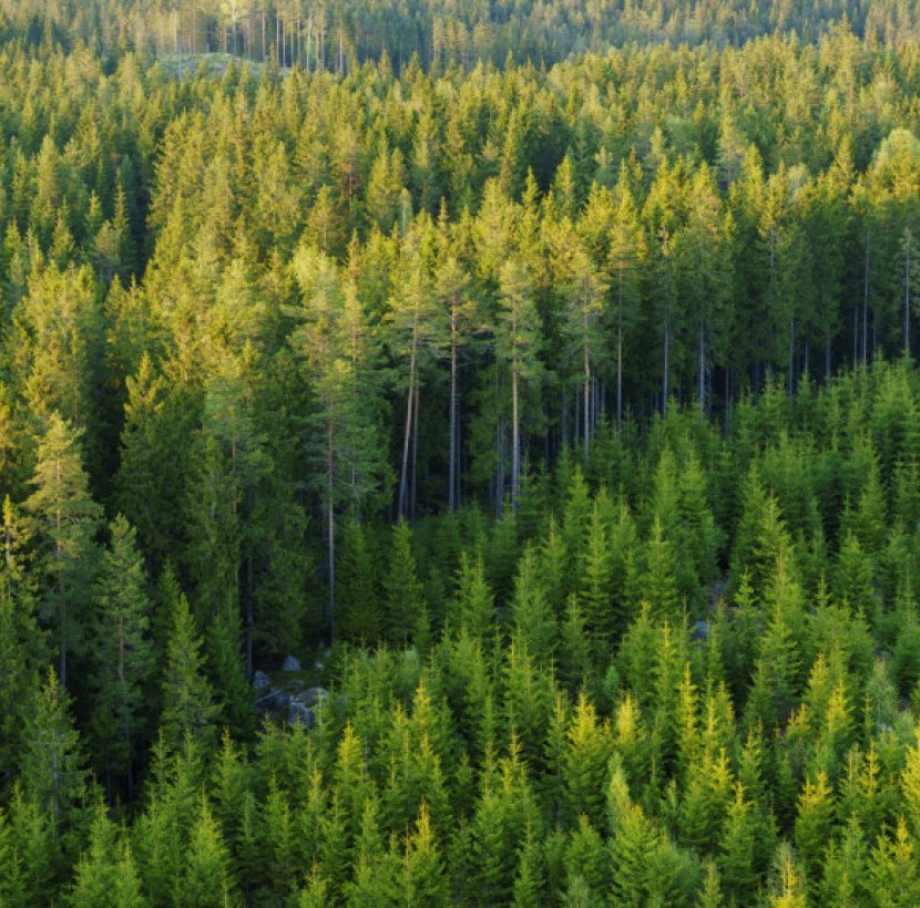 Forest